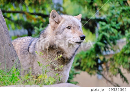 旭山動物園 シンリンオオカミ 2種 未開封】旭山動物園数量限定