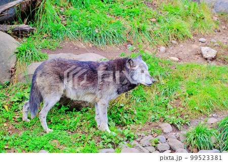シンリンオオカミ　（北海道旭川市旭山動物園） 99523381