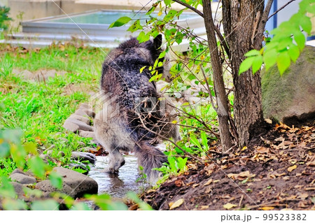 シンリンオオカミ　（北海道旭川市旭山動物園） 99523382