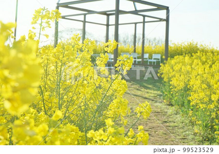 長崎鼻の菜の花　菜の花畑　菜の花 99523529