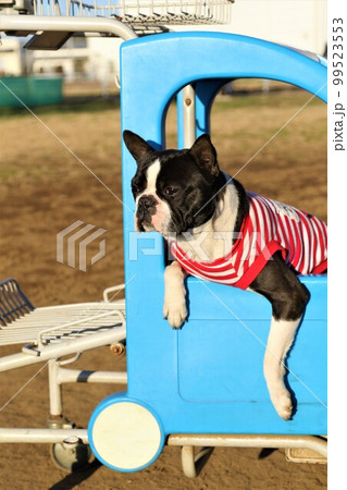 空色のカートに乗って広場を見つめるボーダーシャツを着たボストンテリアのマイティ君 99523553