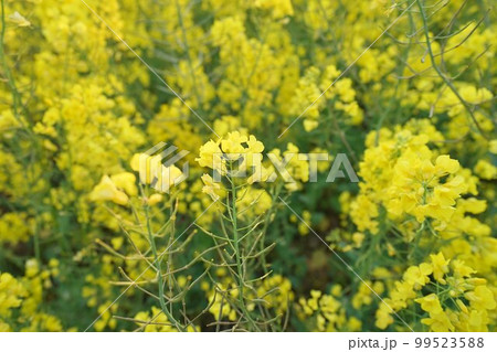 長崎鼻の菜の花 朝焼けの菜の花 菜の花畑、 長崎鼻の菜の花 朝焼けの菜の花 菜の花畑、 99523588