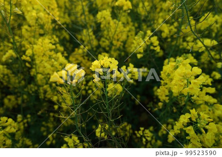 長崎鼻の菜の花　朝焼けの菜の花　菜の花畑、 99523590