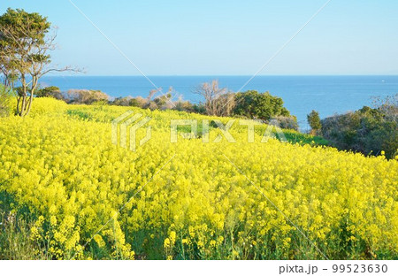 長崎鼻の菜の花 朝焼けの菜の花 菜の花畑、 長崎鼻の菜の花 朝焼けの菜の花 菜の花畑、 99523630