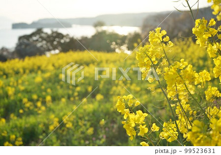 長崎鼻の菜の花 朝焼けの菜の花 菜の花畑、 長崎鼻の菜の花 朝焼けの菜の花 菜の花畑、 99523631