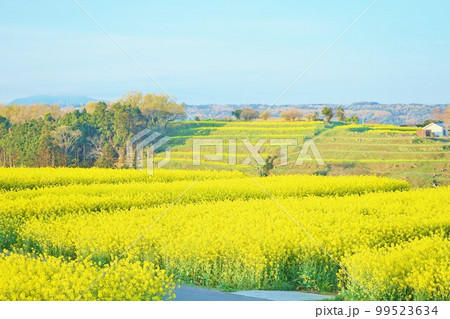 長崎鼻の菜の花 朝焼けの菜の花 菜の花畑、 長崎鼻の菜の花 朝焼けの菜の花 菜の花畑、 99523634