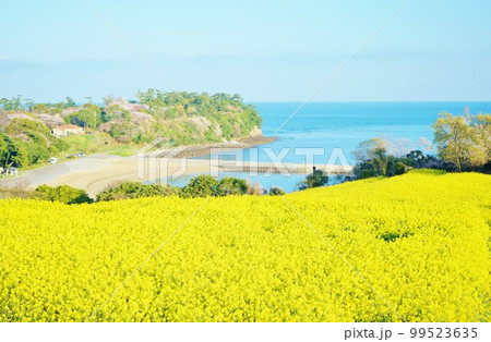 長崎鼻の菜の花 朝焼けの菜の花 菜の花畑、 長崎鼻の菜の花 朝焼けの菜の花 菜の花畑、 99523635