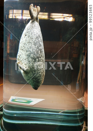 旭山動物園 あざらし館　（北海道旭川市） 99523665