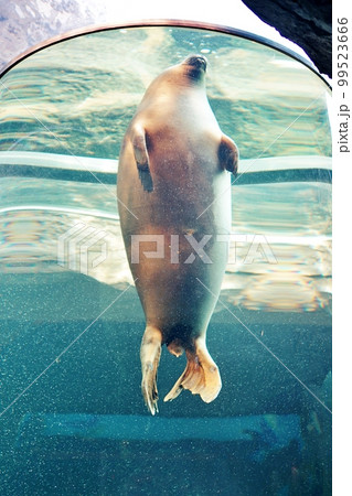 旭山動物園 あざらし館　（北海道旭川市） 99523666