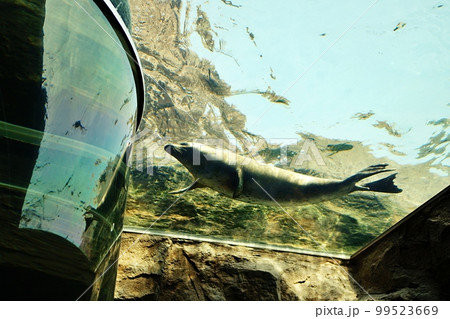 旭山動物園 あざらし館 (北海道旭川市) 旭山動物園 あざらし館 (北海道旭川市) 99523669