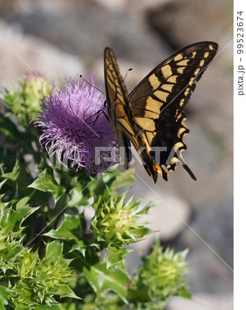 ハマアザミの花の蜜を吸うキアゲハ 99523674