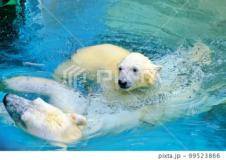 旭山動物園 ほっきょくぐま館　（北海道旭川市） 99523866