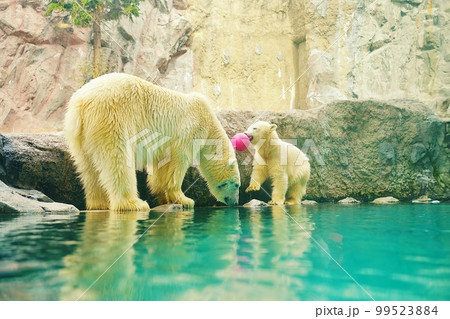 旭山動物園 ほっきょくぐま館　（北海道旭川市） 99523884