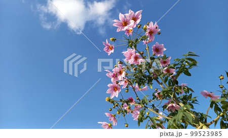 皇帝ダリア 99523985