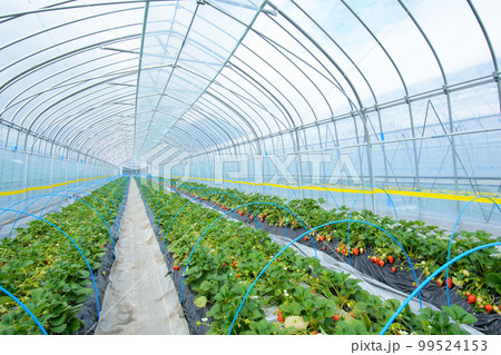 苺畑 ビニールハウス いちご農園 苺畑 ビニールハウス いちご農園 99524153