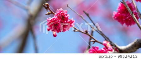 桜 さくら サクラ 99524215