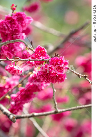 桜 さくら サクラ 99524216