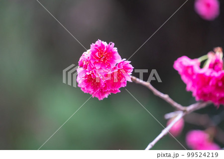 桜 さくら サクラ 99524219