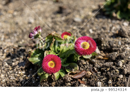 赤いポンポンデージーの花 99524314