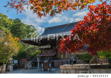 乃木神社の紅葉 99524333