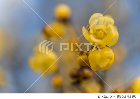 黄色く香り高いロウバイの花 99524390