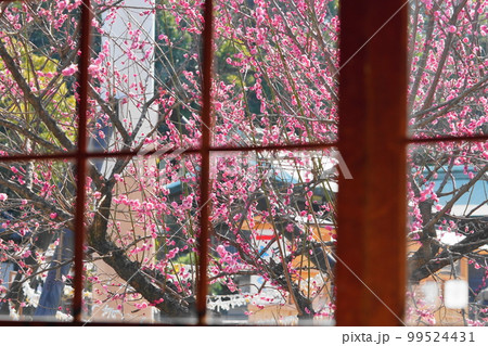 窓越しの梅の花 窓越しの梅の花 99524431