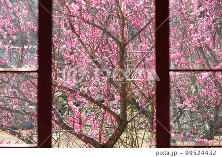 窓越しの梅の花 窓越しの梅の花 99524432