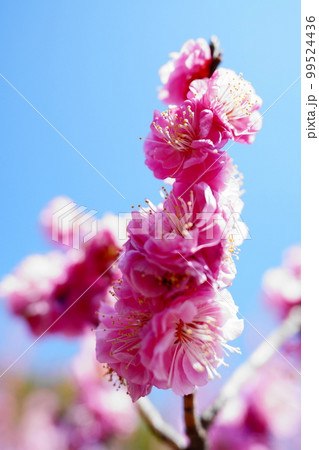 青空と梅の花 青空と梅の花 99524436