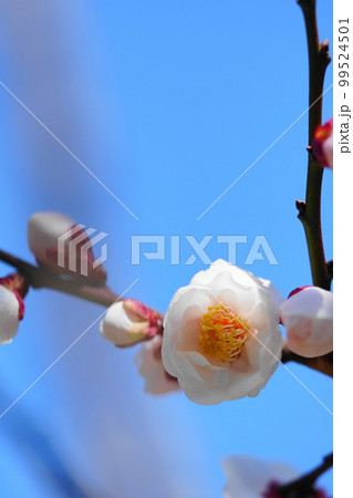 青空と梅の花 青空と梅の花 99524501