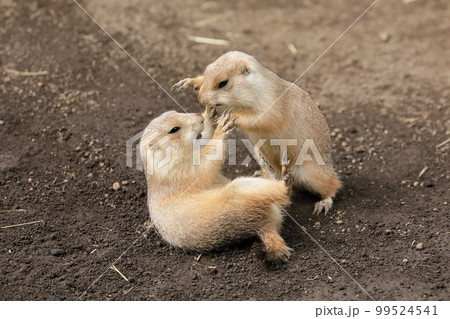 喧嘩を始めるプレーリードッグの子供たち 99524541