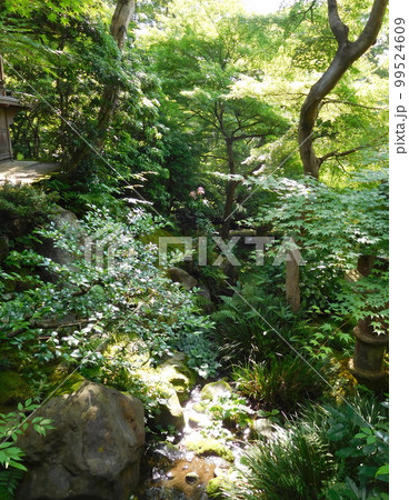 京都 瑠璃光院 庭 京都 瑠璃光院 庭 99524609