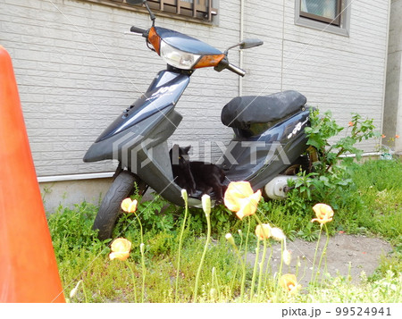 ナガミヒナゲシとスクーターと黒猫 99524941