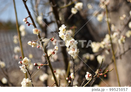 早春の白梅 99525057