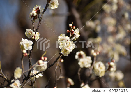 早春の白梅 99525058