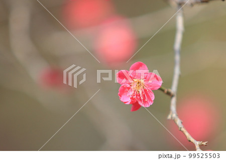 紅梅　赤い梅　早春の梅　満開の紅梅 99525503