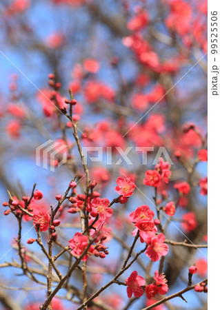 紅梅 赤い梅 早春の梅 満開の紅梅 紅梅 赤い梅 早春の梅 満開の紅梅 99525506