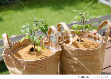 環境に優しいヤシ繊維やチップを使ったトマトの栽培 環境に優しいヤシ繊維やチップを使ったトマトの栽培 99525952
