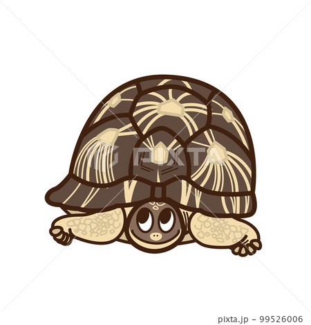 ホウシャガメ 99526006