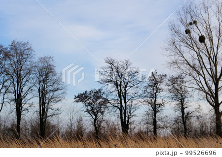 Defocus black trees without leaves standing in rae in autumn field. Dry dead tree on the slope, the concept of sadness and hopelessness, depression psychology. Out of focus Defocus black trees without leaves standing in rae in autumn field. Dry dead tree on the slope, the concept of sadness and hopelessness, depression psychology. Out of focus 99526696