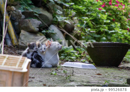宮城県の田代島にて 親子猫 宮城県の田代島にて 親子猫 99526878