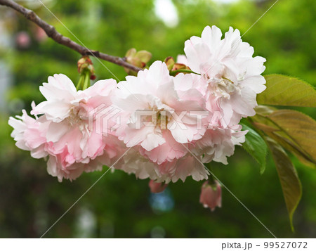 鎌足桜（木更津市） 99527072