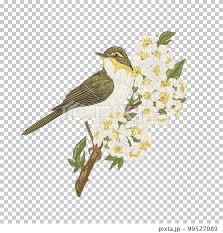The bird sits on a branch and looks to the side. Warbler on flowering hawthorn isolated on transparent background. Vintage illustration. Yellow and green. Can be used for invitations, greeting, 99527089