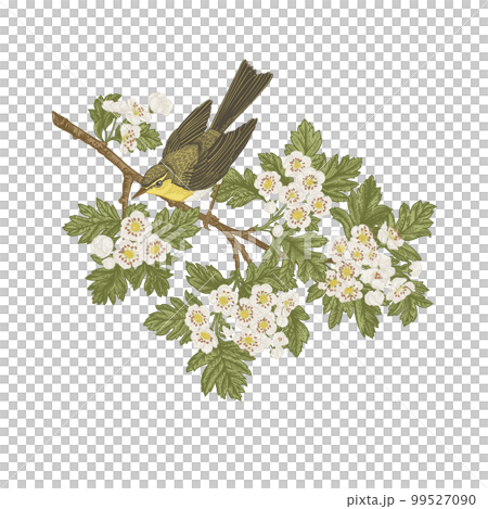Warbler on a branch isolated on a transparent background. Spring blooming common hawthorn and bird. The bird is looking down. Vintage illustration. Yellow and green. Can be used for invitations, 99527090