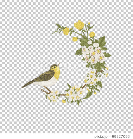 Floral wreath with bird Isolated on a transparent background. Branch with flowering hawthorn and cherry. Vintage. Botanical label. Vintage illustration. Colorful. 99527093