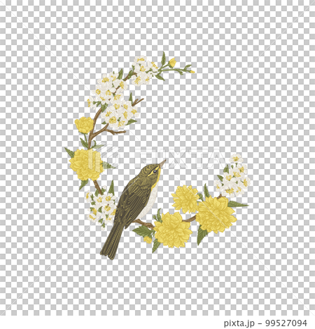 Floral wreath with bird Isolated on a transparent background. Blooming garden branches of cherry and kerrias. Botanical illustration. Frame with yellow and white flowers and willow warbler. 99527094