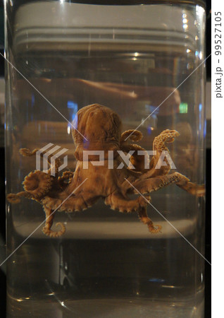 ヒョウモンダコ類の標本 Blue-lined octopus ヒョウモンダコ類の標本 Blue-lined octopus 99527105
