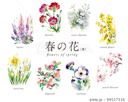 春の花の水彩イラスト8種Bセット／AI画像（ナデシコ・菜の花・ハナミズキ・スイセン・アネモネなど） 99527316
