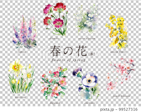 Spring flower watercolor illustration B set / AI image (Nadeshiko, rape blossoms, dogwood, narcissus, anemone, etc.) 99527316