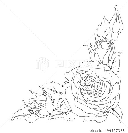 black and white rose drawing border