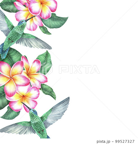 Watercolor botanical illustration. Square frame with plumeria and flying hummingbird. Pink frangipani flowers. Place for text. Isolated on a white background. For the design of labels, posts, cards 99527327